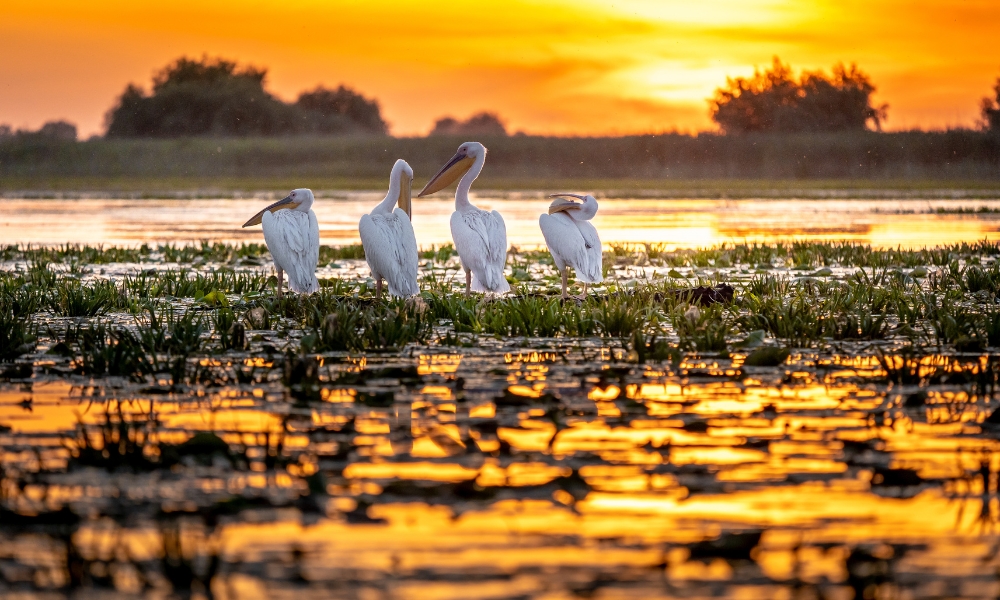 African wildlife tours