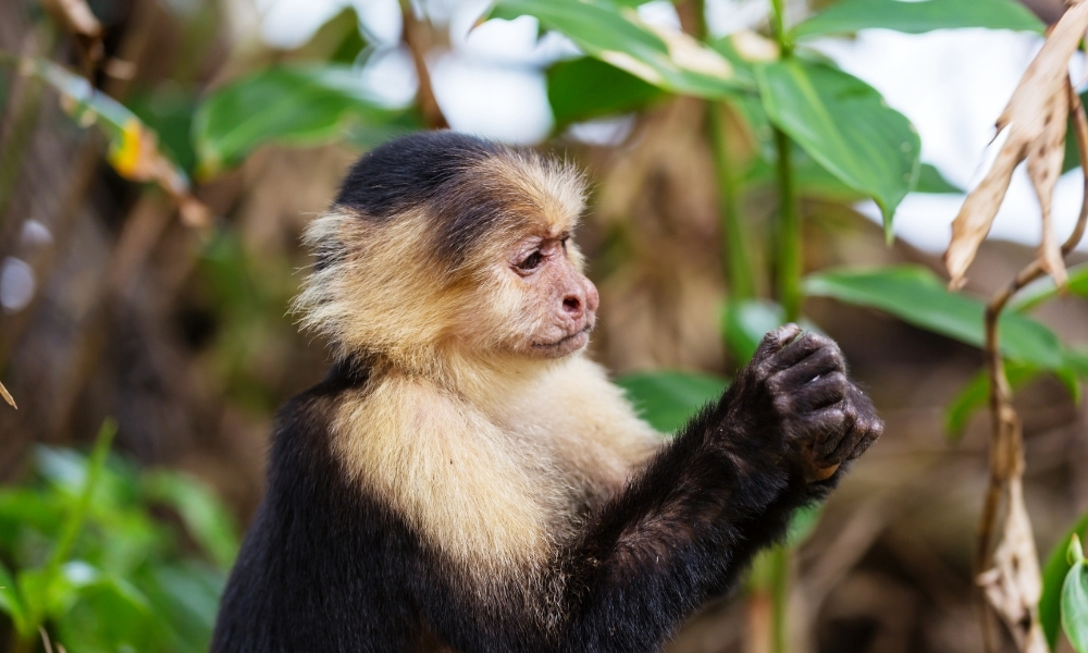 The wildlife of Costa Rica