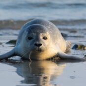 Seals Napping on Coastal 