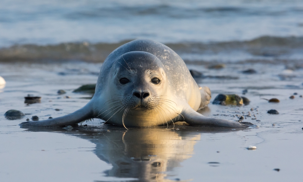 Seals Napping on Coastal